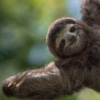 SeaQuest: Learn About Flash, Our 2-Toed Sloth